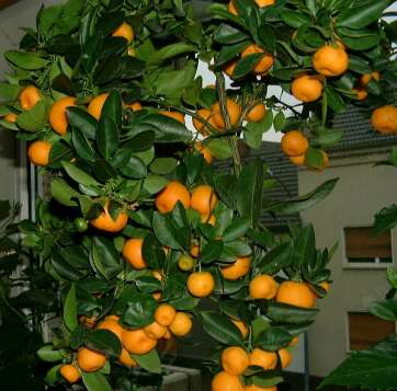 [Citrus mitis]